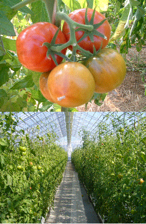 a0290852_16583531.gif