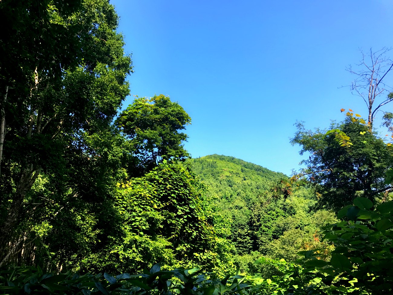 ☆2017.8.7 小樽天狗山→於古発山→遠藤山→塩谷丸山_e0105954_14341831.jpg