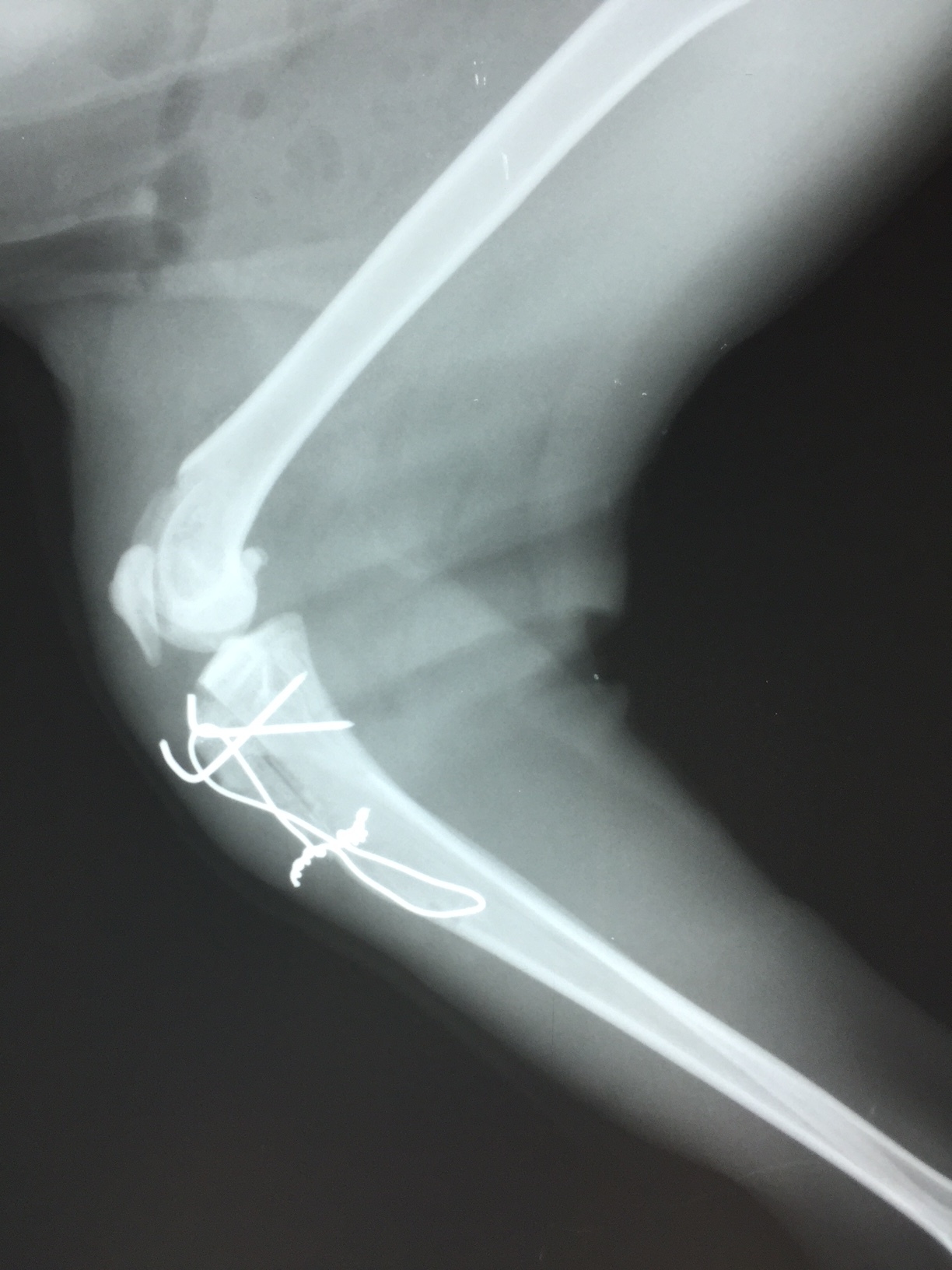 猫の膝蓋骨脱臼グレード４の手術_b0350282_22293750.jpg