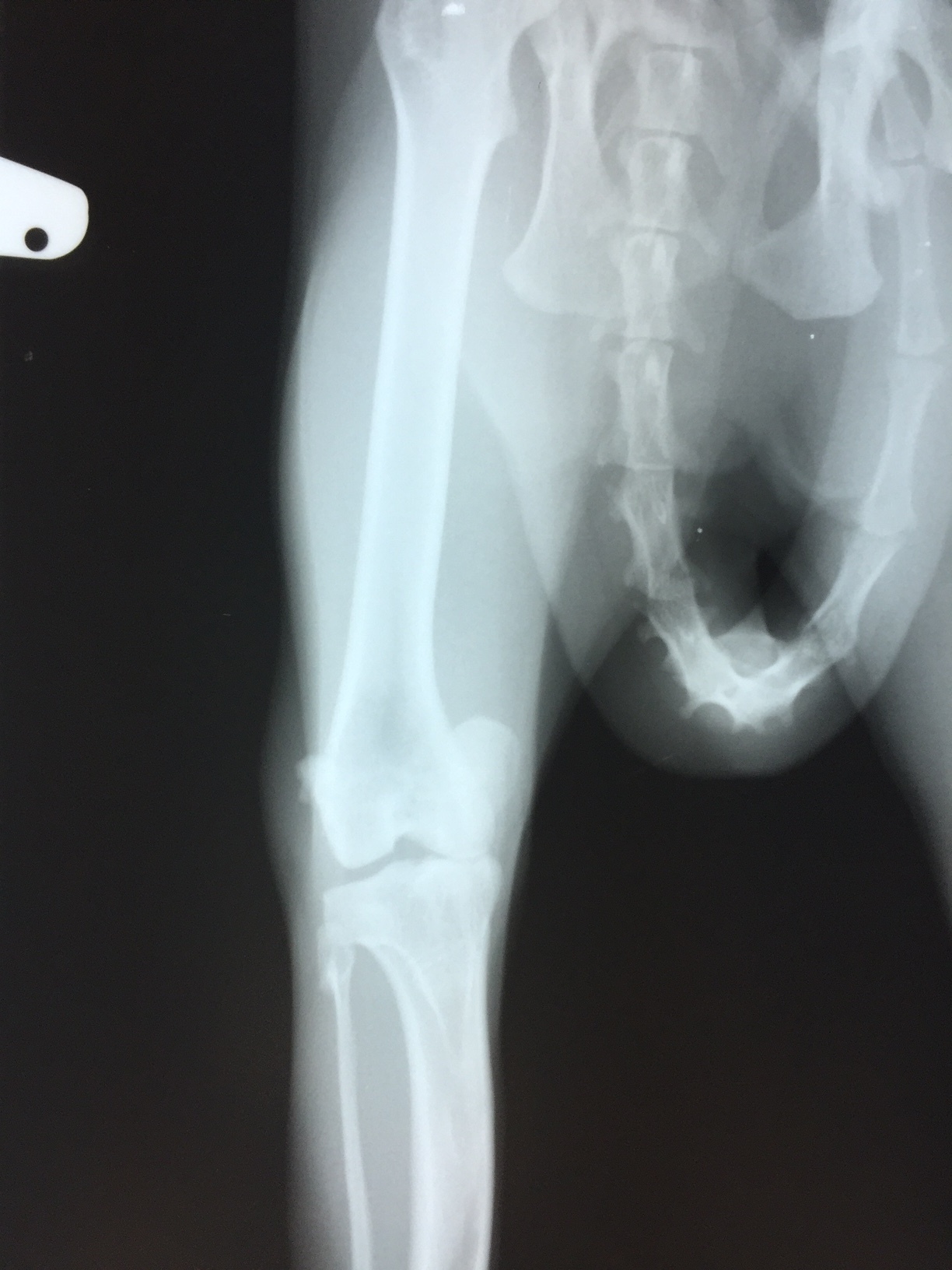 猫の膝蓋骨脱臼グレード４の手術_b0350282_22304975.jpg