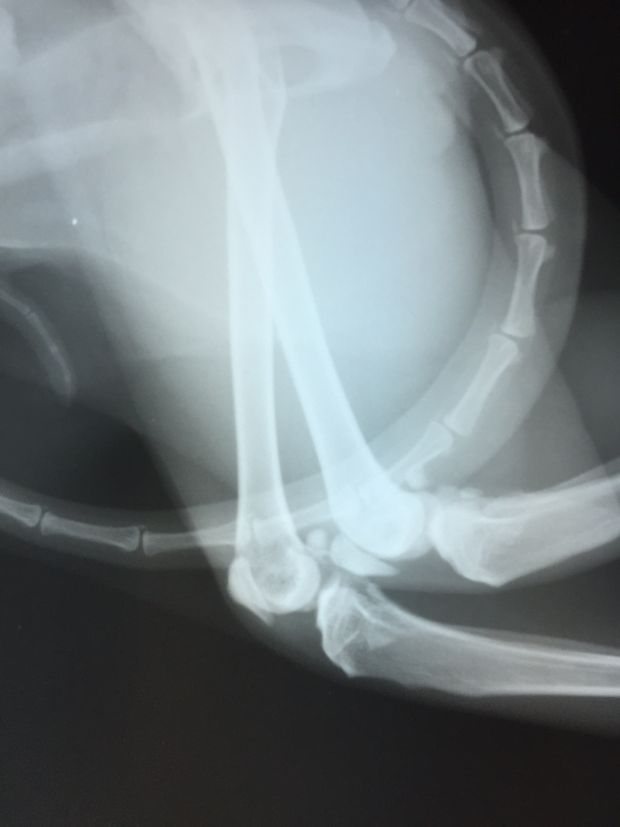 猫の膝蓋骨脱臼グレード４の手術_b0350282_22305581.jpg