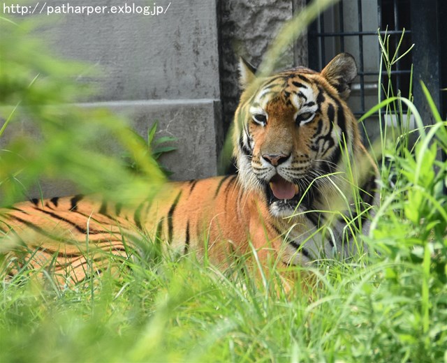 ２０１７年７月　平川動物公園　その２_a0052986_7413133.jpg