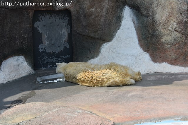 ２０１７年７月　平川動物公園　その２_a0052986_742970.jpg