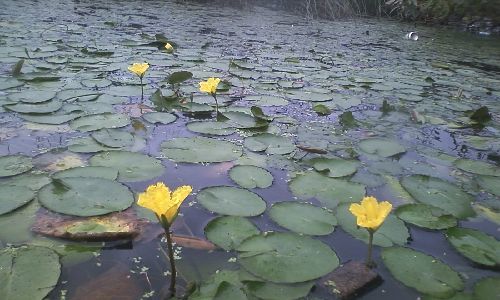 湖は花盛り?_a0096989_21133087.jpg