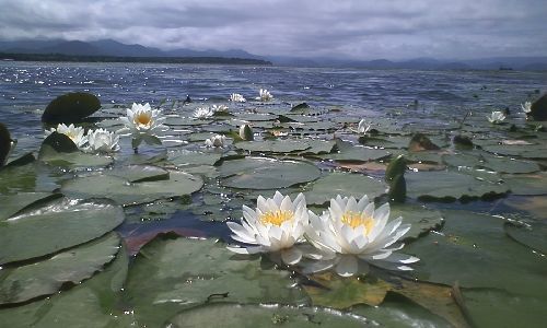 湖は花盛り?_a0096989_21134625.jpg