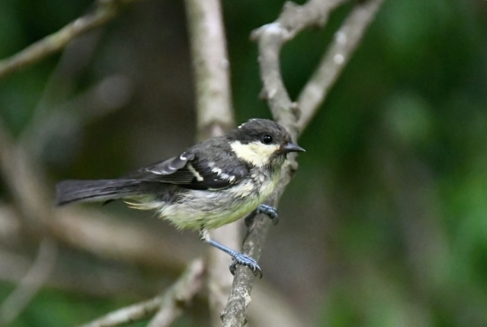 西湖野鳥の森公園 Buono Buono 西湖野鳥の森公園 Buono Buono