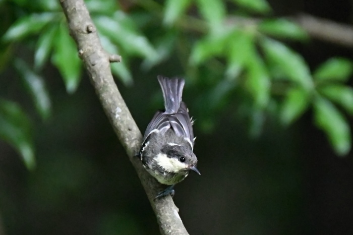 西湖野鳥の森公園 Buono Buono 西湖野鳥の森公園 Buono Buono