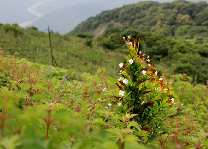 伊吹山の夏_a0251508_23202584.jpg