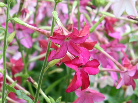 e0367116_07053380.jpg