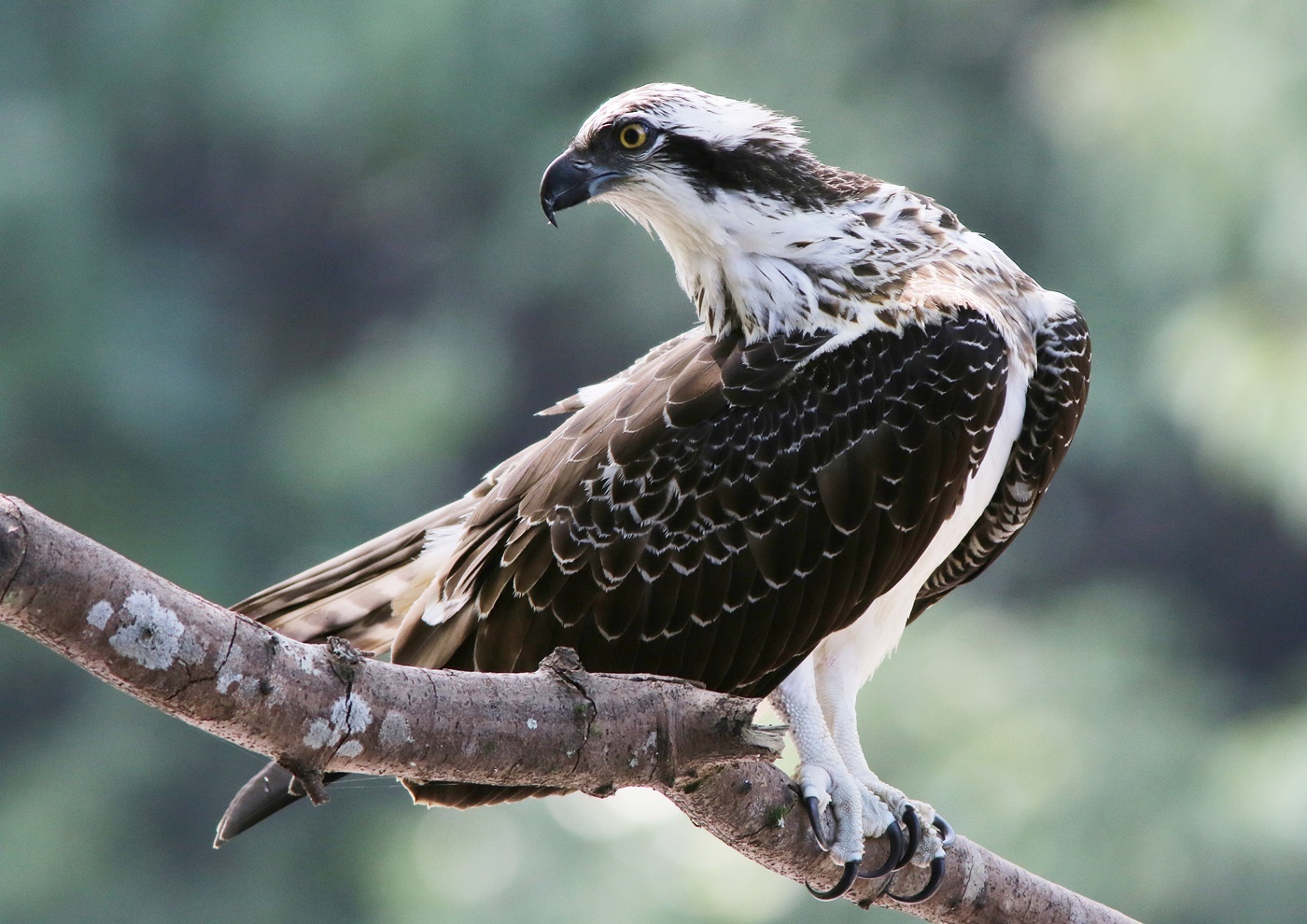 ミサゴ（Osprey）･･･ドアップ_f0310221_02362738.jpg