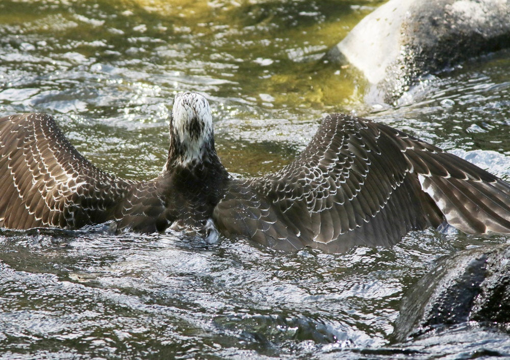 ミサゴ（Osprey）･･･ドアップ_f0310221_02413586.jpg