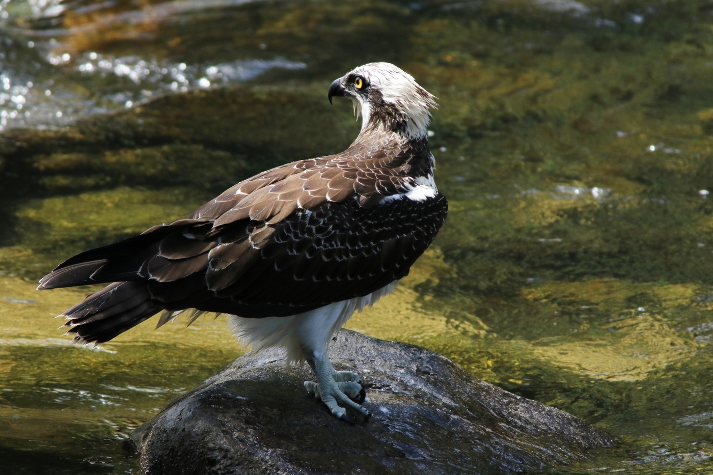 ミサゴ（Osprey）･･･ドアップ_f0310221_02435763.jpg