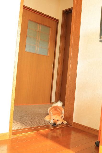 ヒトコマ写真(56)_e0365036_10090532.jpg