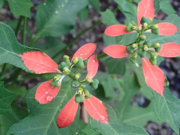 a0054240_2181138.jpg
