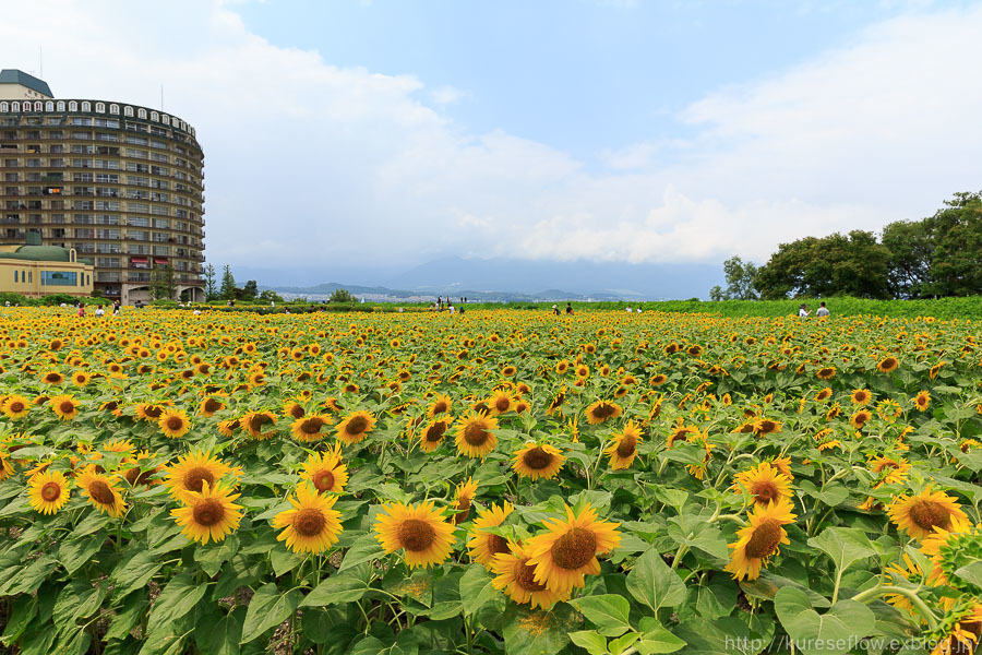 滋賀 守山市 なぎさ公園のひまわり ぴんぼけふぉとぶろぐ2