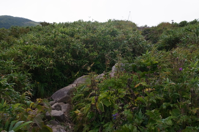 　北アルプス登山の旅　19　雨飾山_a0288155_16011372.jpg