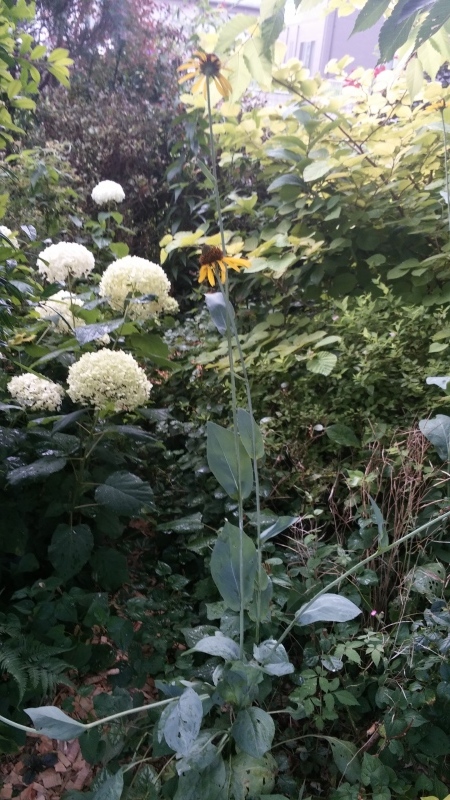 夏はキク科 月イチガーデナーの庭雑記