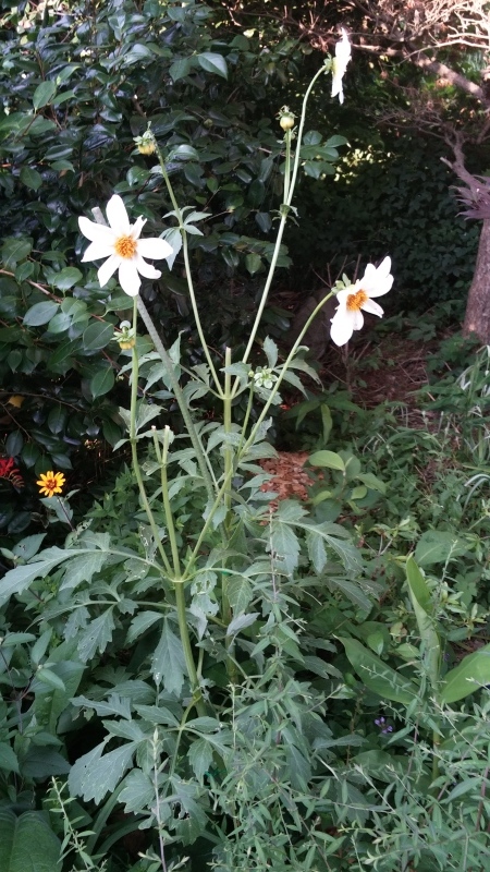 夏はキク科 月イチガーデナーの庭雑記