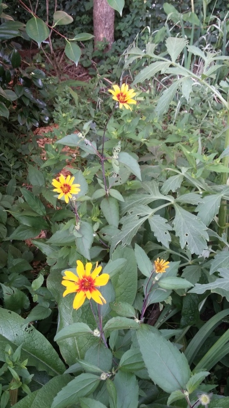 夏はキク科 月イチガーデナーの庭雑記