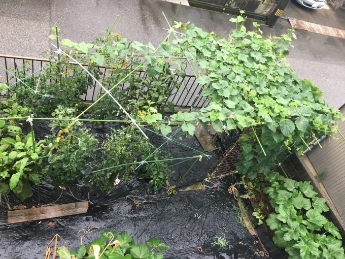 雨、雨、雨。チンタラ台風が追加後風が吹く。オクラ風の通り道、やはり倒れた。スポーツクラブ雨激しいのかガラガラ。2回目ドライトマトをエアコン有る室へ移住、カビが怖い。_e0082956_05265116.jpg