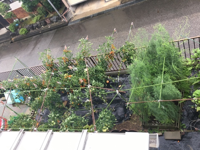 雨、雨、雨。チンタラ台風が追加後風が吹く。オクラ風の通り道、やはり倒れた。スポーツクラブ雨激しいのかガラガラ。2回目ドライトマトをエアコン有る室へ移住、カビが怖い。_e0082956_05270631.jpg