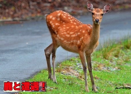 ＜2017年７月＞「皇海山」(足尾山地の日本百名山）を登る_c0119160_19280117.jpg