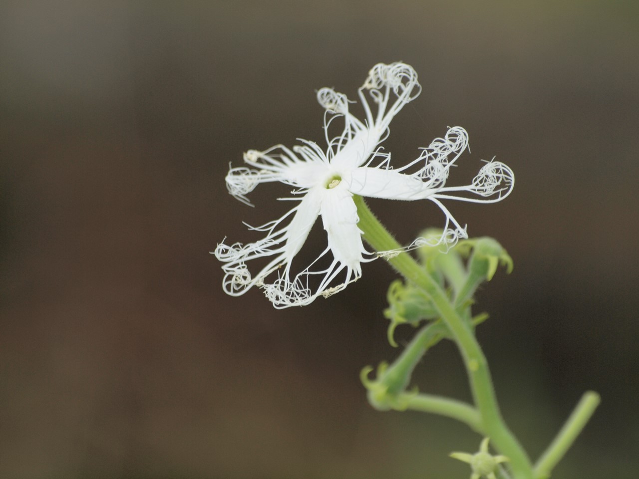 『蛇瓜(ヘビウリ)や数珠玉(ジュズダマ)の花等･････』_d0054276_20222514.jpg