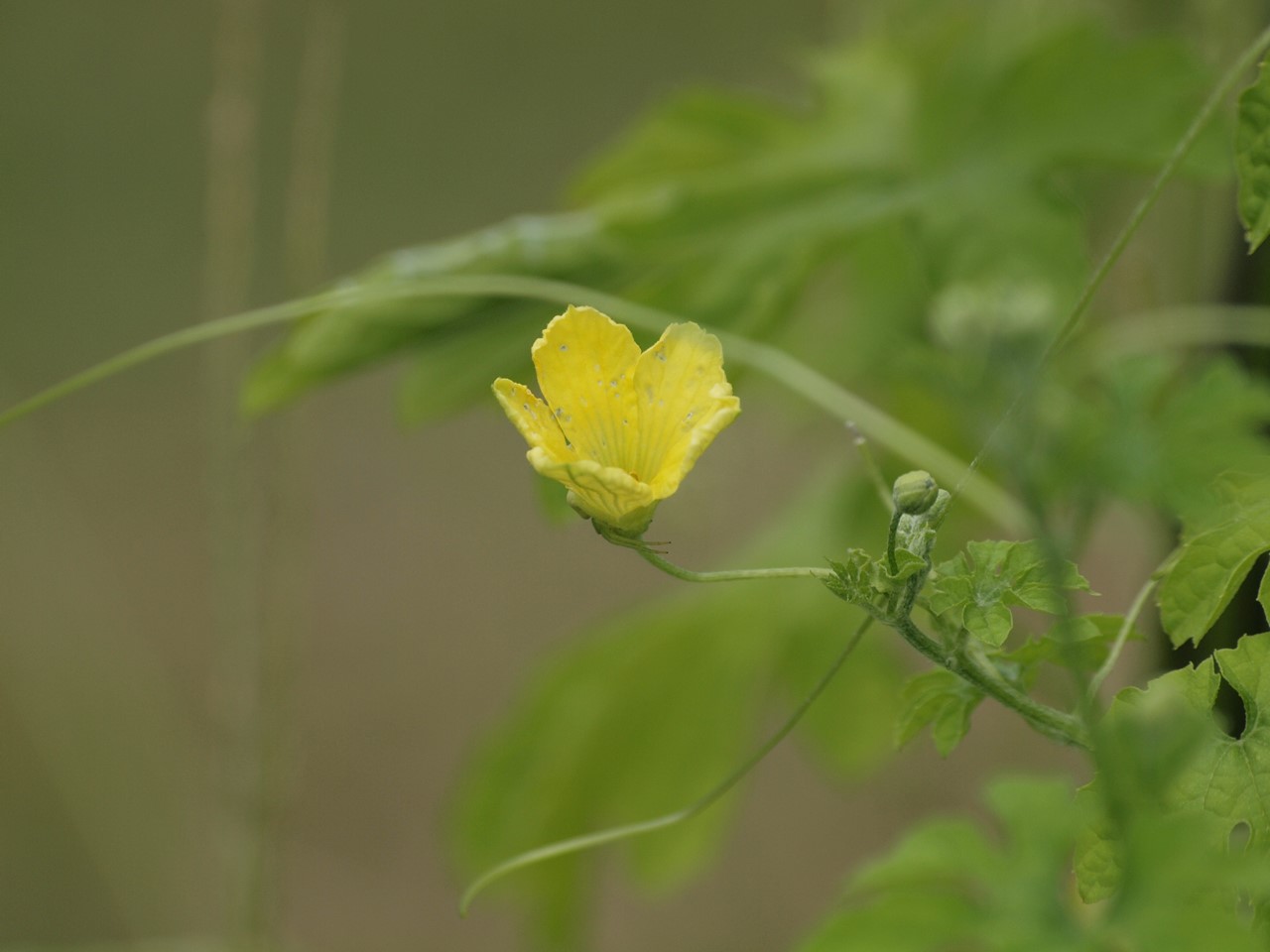 『蛇瓜(ヘビウリ)や数珠玉(ジュズダマ)の花等･････』_d0054276_2026244.jpg