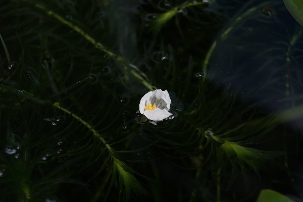 アナカリスの花 Studio Okamoto の 徒然日記