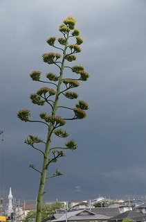 c0229483_013052.jpg