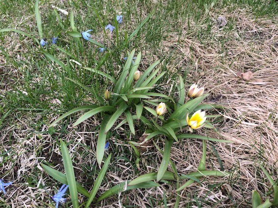 5 6月の花 フィンランドでも筆無精 5 6月の花 フィンランドでも筆無精