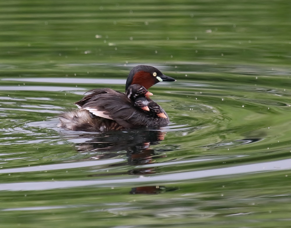 鳥枯れにはカイツブリ、、_f0305401_16420118.jpg