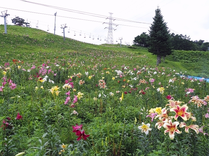 岐阜県郡上市・ダイナランドゆり園　2017_e0075403_15072015.jpg