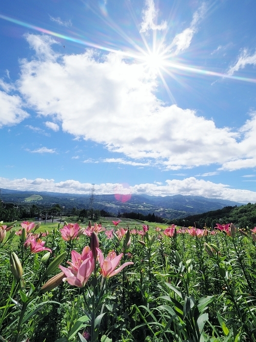 岐阜県郡上市・ダイナランドゆり園　2017_e0075403_15074872.jpg