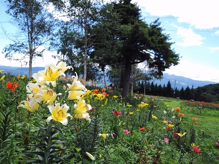 岐阜県郡上市・ダイナランドゆり園　2017_e0075403_15075518.jpg