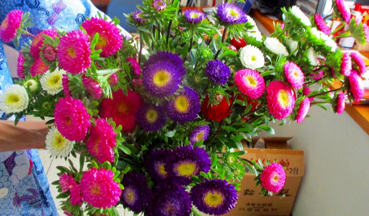 お盆の花アスター販売 高田農業高校 くろかわぶらぶらブログ