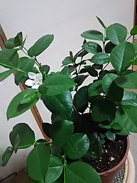 f0316507_21405953.jpg