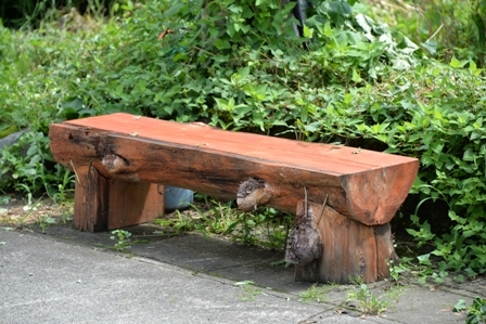BBQどうですか?_a0128408_11021588.jpg