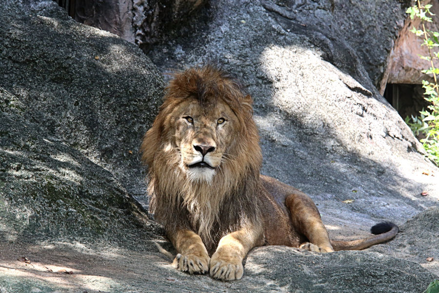 ライオン ソラ の成長 動物園放浪記 ライオン ソラ の成長 動物園放浪記