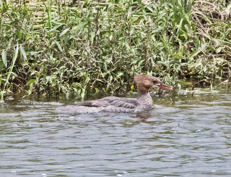 e0331427_8465311.jpg