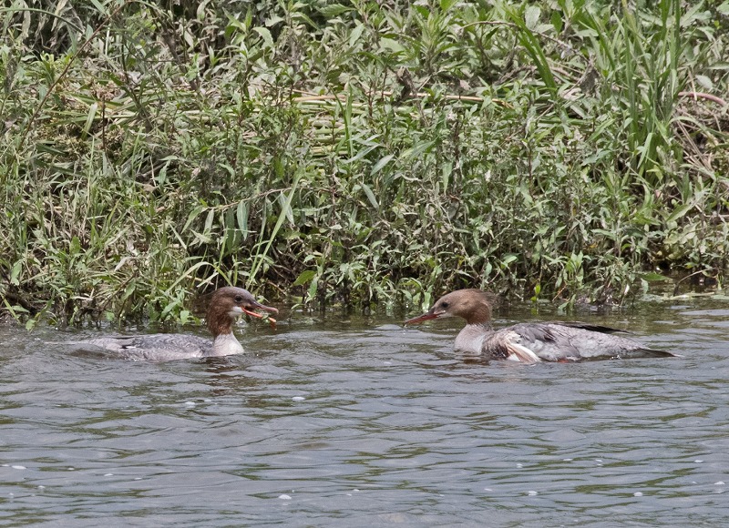 e0331427_8473885.jpg