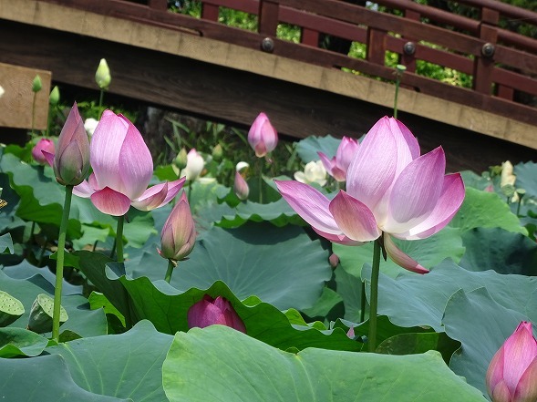 水の森の蓮と烏丸半島の群生蓮の今_b0299042_16495270.jpg