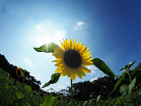 夏の青空が似合うひまわりの花 スポック艦長のphoto Diary
