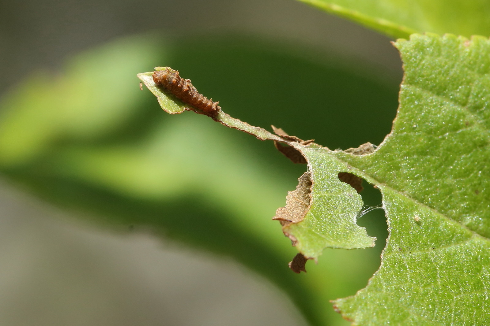 オオミスジの成虫、卵、そして幼虫（長野県、20170806）_f0345350_19274989.jpg