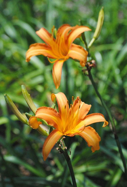 a0001354_20024102.gif