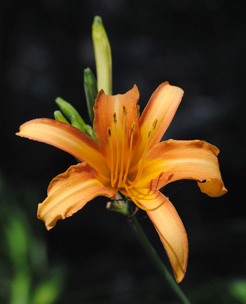 a0001354_20025157.gif