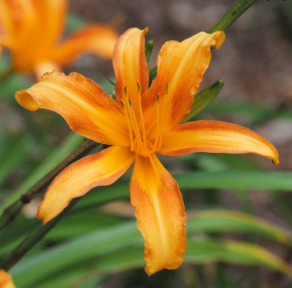 a0001354_20030232.gif
