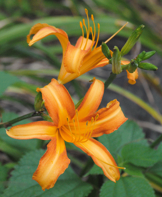 a0001354_20031390.gif