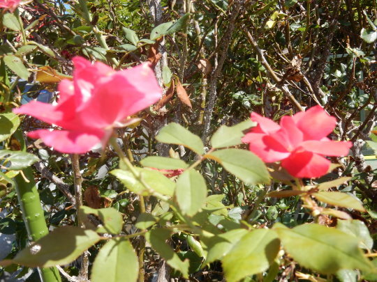 f0060461_10424477.jpg