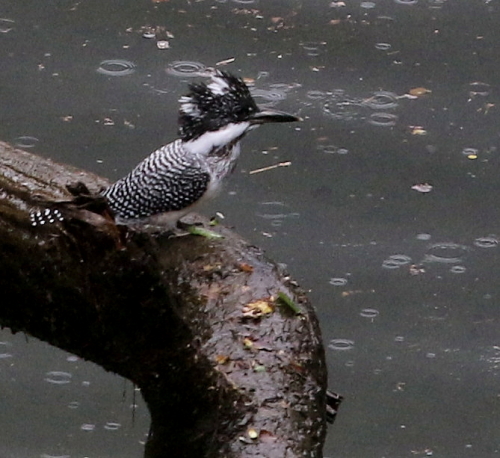 ヤマセミ幼鳥_d0262476_167463.jpg